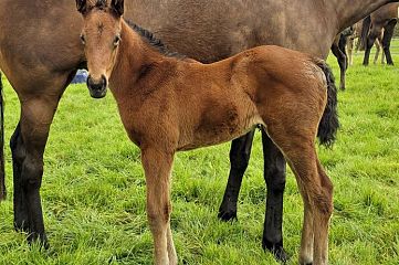 Super Seth x Francee, bay filly
