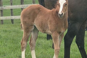 2026 Foals
