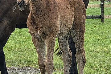 Chaldean x Colerne, bay filly