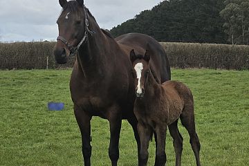 Little Brose x Snitz of Time, bay filly
