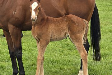Mr Mozart x Beebeep, chestnut filly