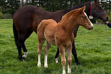 Chaldean x Bondi Walk, chestnut filly