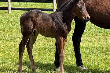 Satono Aladdin x Butter Chicken Bay Colt