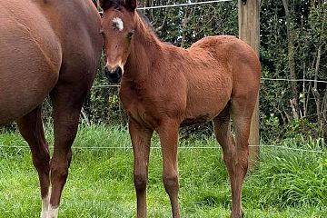 El Roca x Carnival Bay Filly