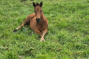 Super Seth x Francee, Bay Filly