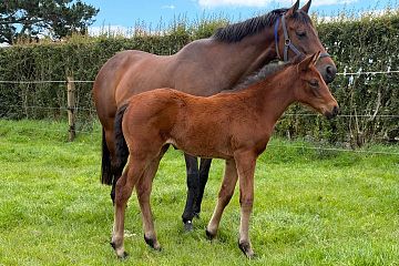 Super Seth x Francee, Bay Filly