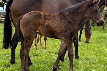 Wrote x Respect, Brown Colt