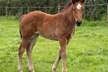 Chaldean x Colerne, bay filly