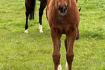 Sword of State x La Vie Est Belle, bay filly