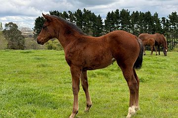 Sword of State x La Vie Est Belle, bay filly