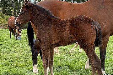 Satono Aladdin x Persian Pride. Bay Filly