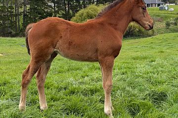 Super Seth x Moet Belle, bay filly