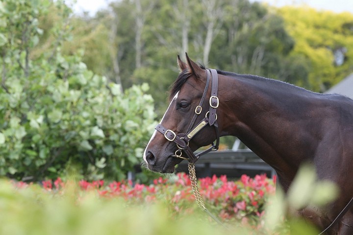 Showmanship Continues Excellent Form