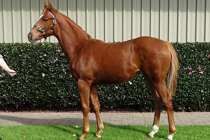 Back to Karaka for National Weanling Sale