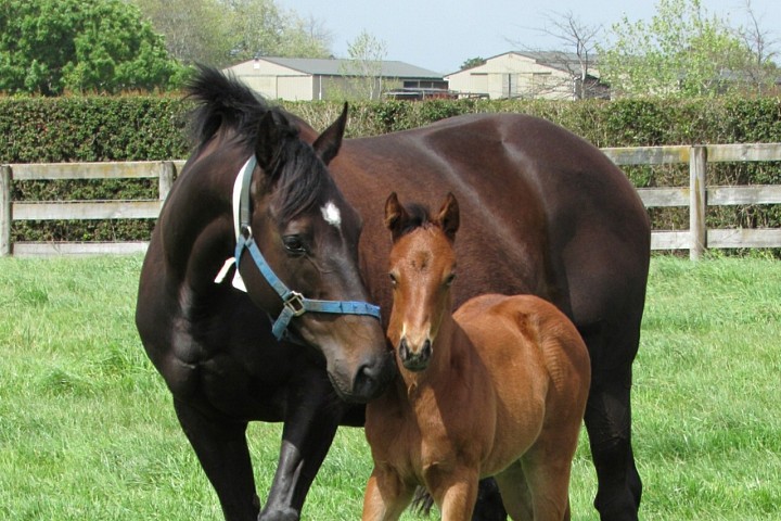 Haunui Farm Breeding Season Protocols - Level 3 & 4