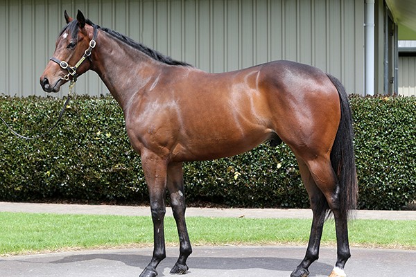 Haunui RTR 2YO Preview