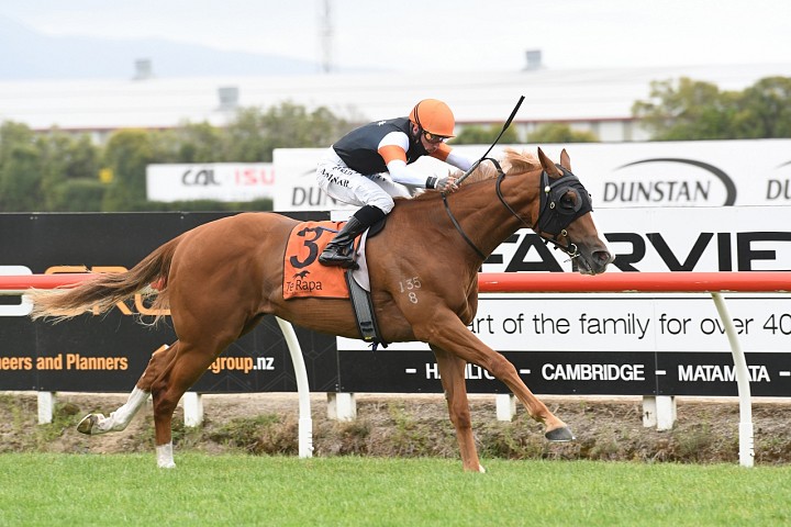 Haunui to offer 1/2 brother to Waikato Guineas Winner