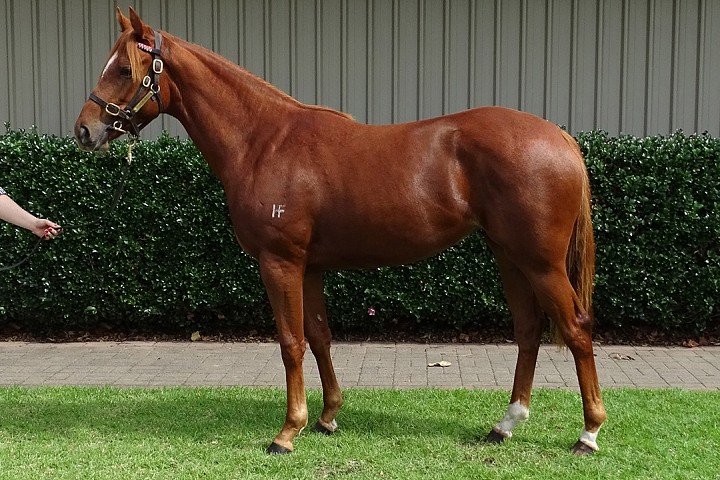 PLENTY OF OPPORTUNITY IN ONLINE YEARLING DRAFT