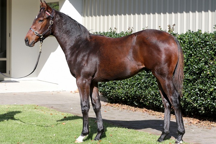 RIBCHESTER'S FIRST NZ WEANLINGS SET TO HIT NZB WEANLING SALE