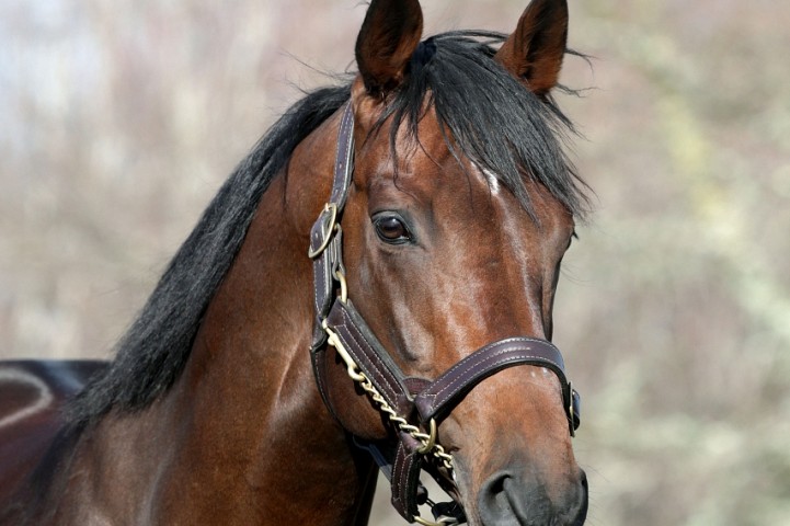 8th Stakes Performer for Ribchester