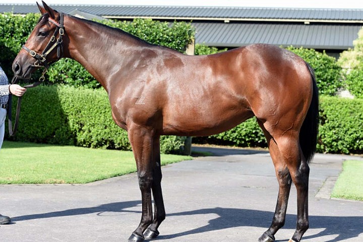 Haunui fillies in favour at Karaka