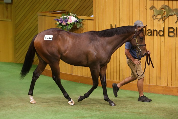 Ribchester well received at Karaka