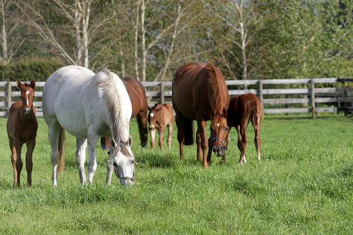 We're hiring - Stud Groom