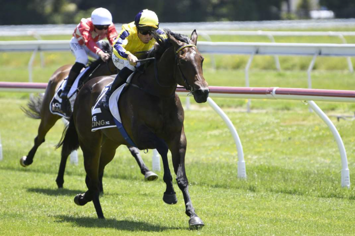 L'Aigle Noir confirmed for NZB Kiwi