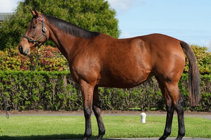 Quality mares sell on gavelhouse.com Plus