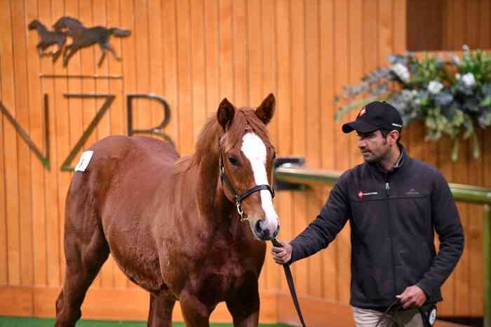 Haunui celebrates successful Weanling Sale