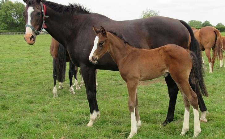 2025 Foals