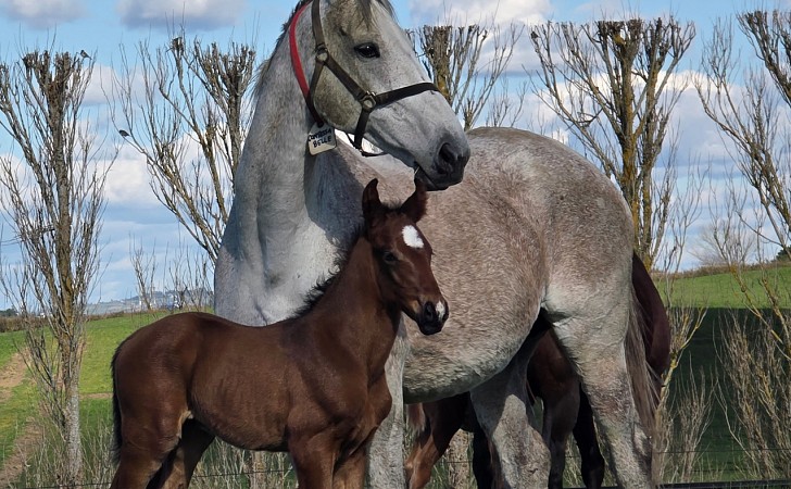 2025 Foals