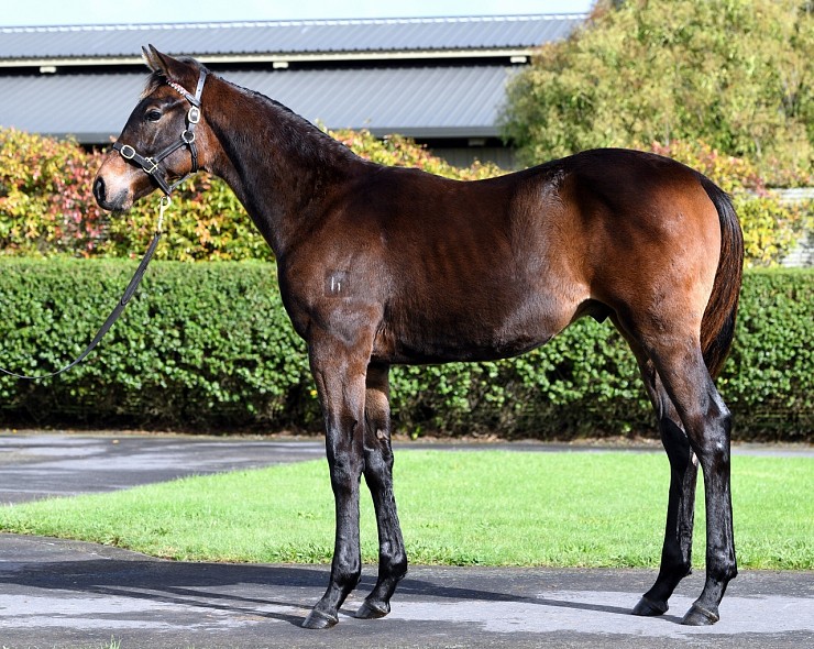 Lot: 31, Brown Colt