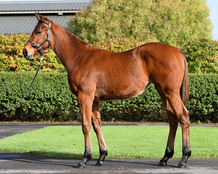 Lot: 62, Bay Filly