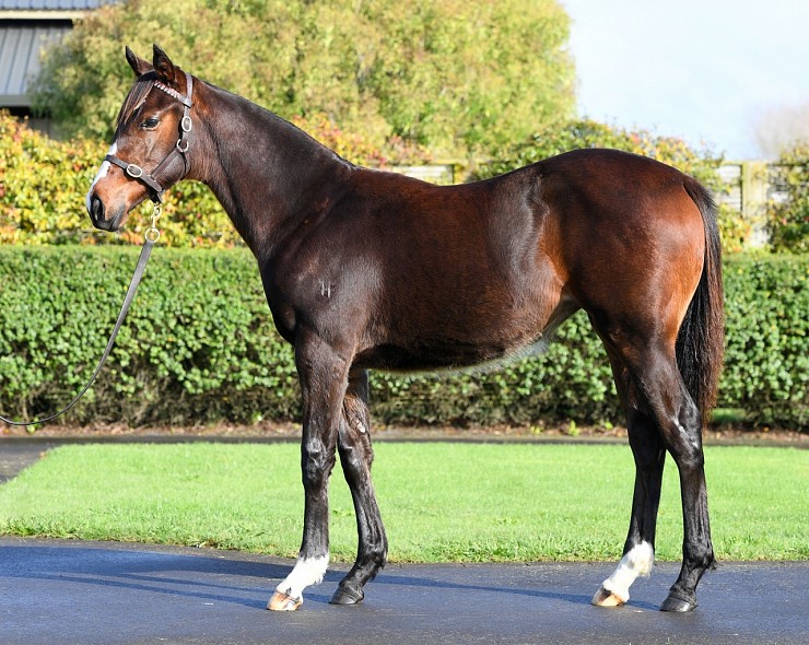Lot: 73, Bay Filly