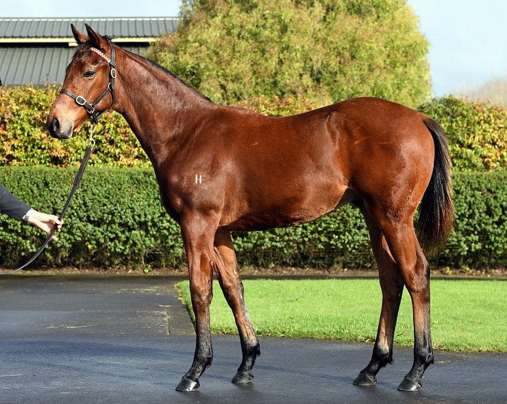 Lot: 93, Bay Colt
