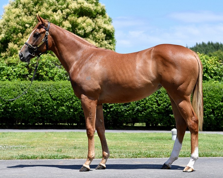 Lot: 37, Chestnut Filly