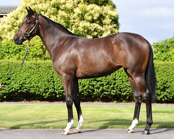 Lot: 40, Brown Filly