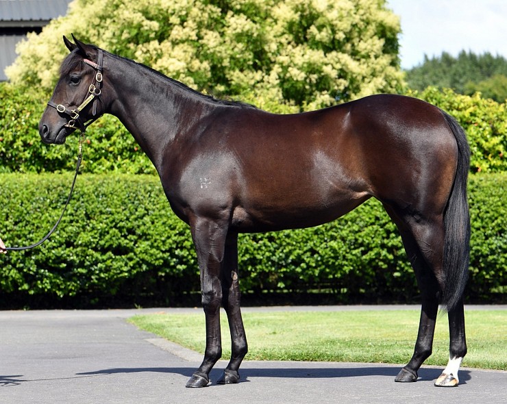 Lot: 75, Brown Filly