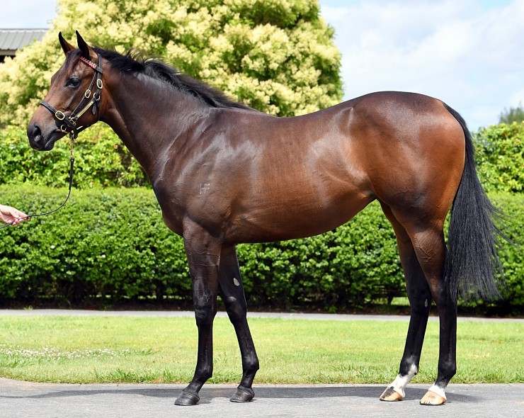 Lot: 125, Brown Filly