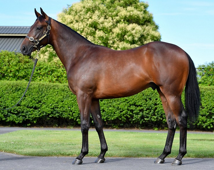 Lot: 160, Bay Colt