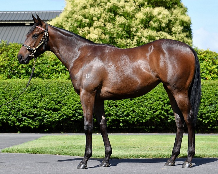 Lot: 247, Bay Filly