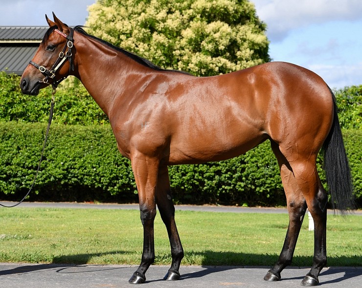 Lot: 309, Bay Filly