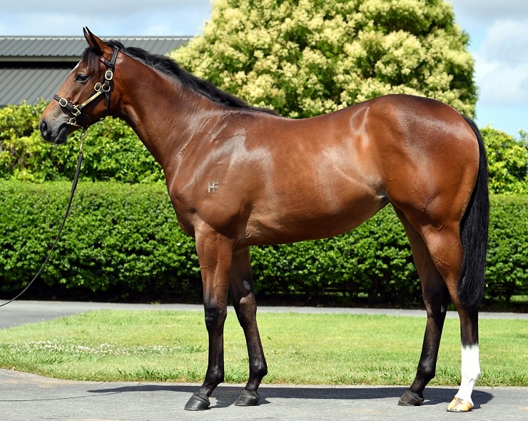Lot: 357, Bay Filly