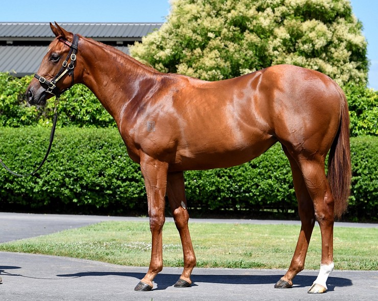 Lot: 459, Chestnut Filly