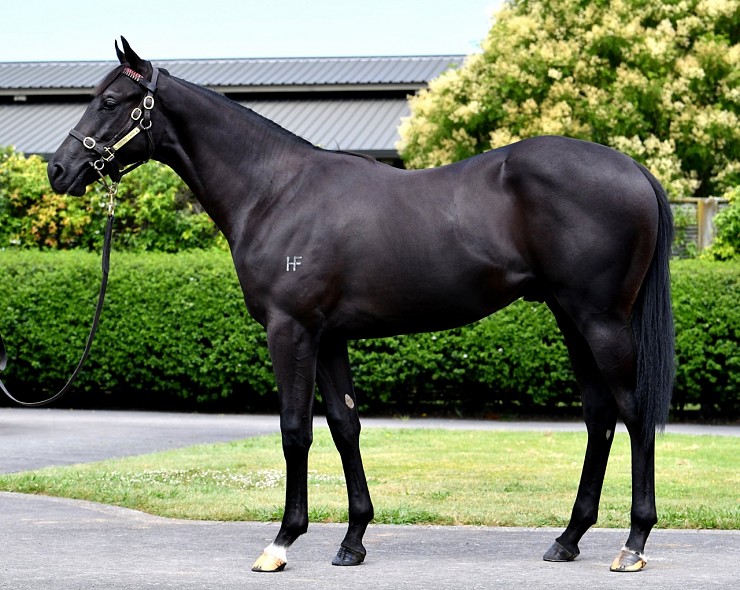 Lot: 473, Brown Colt