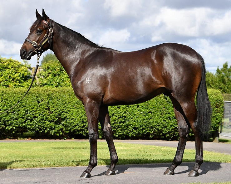 Lot: 486, Bay Colt
