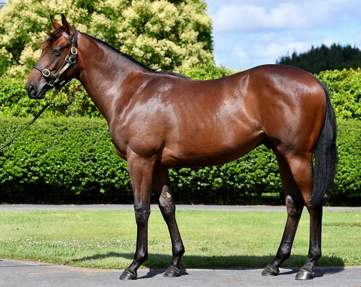 Lot: 487, Bay Colt