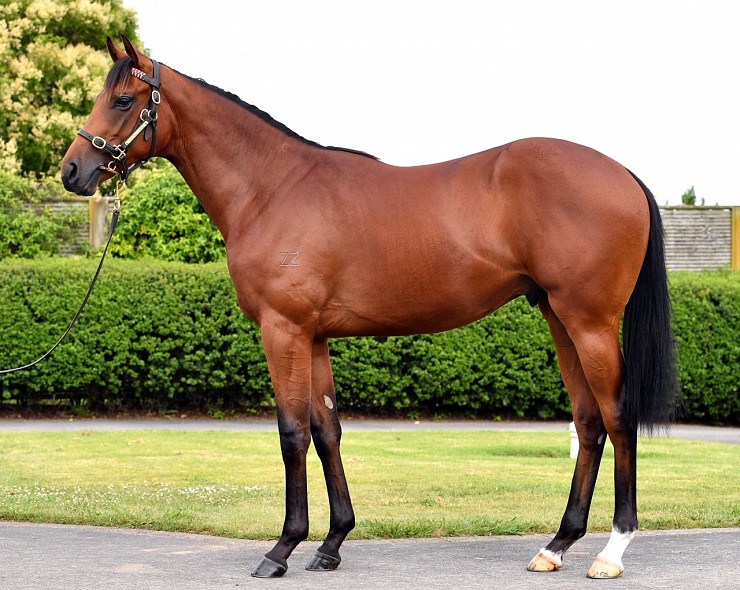 Lot: 556, Bay Colt