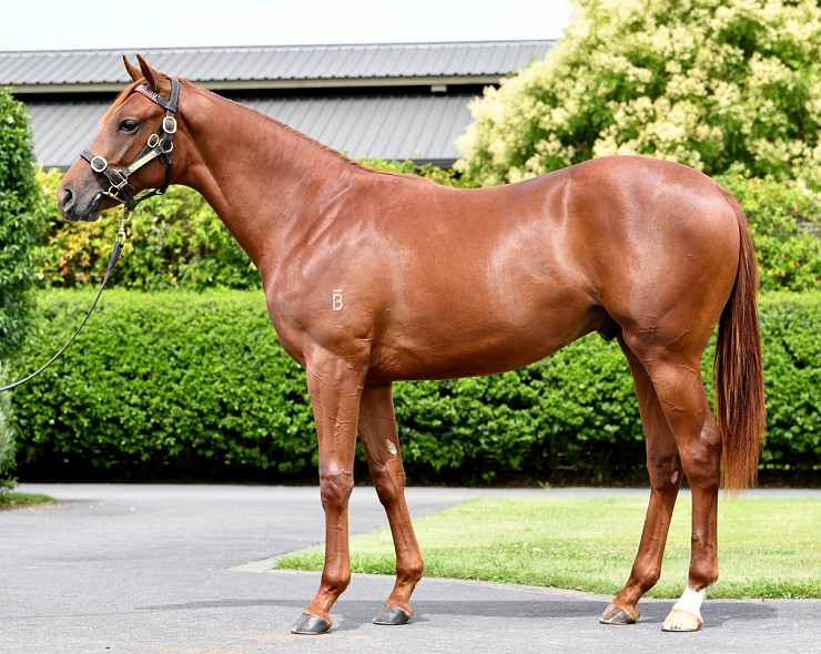 Lot: 615, Chestnut Colt
